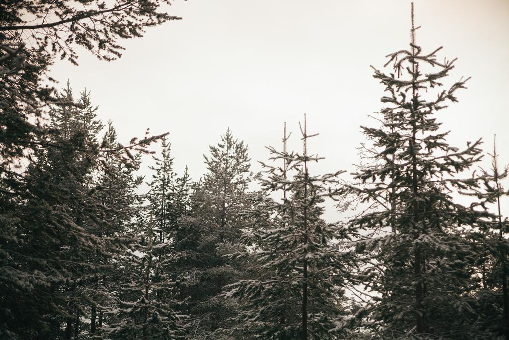 Petaejaekylae Villa Kuusamo Kamer foto